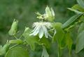 Passiflora alba 